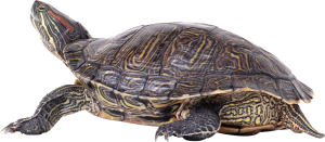 Turtle PNG-24762